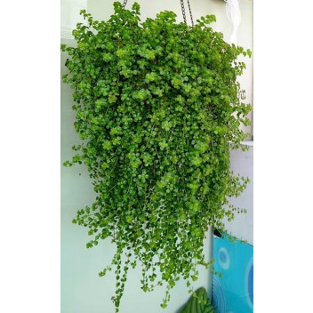 GOLDEN PHOTOS PLANT HANGING BOWL 20CM