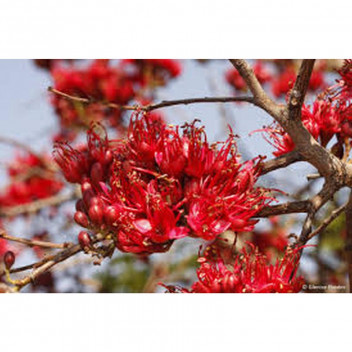 SCHOTIA BRACHYPETALA TREE PLANT 20L