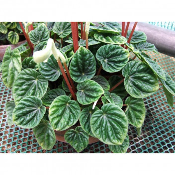 PLANT IND FOLIAGE NEPHROLEPIS OBLITERATA SHIVA 17CM